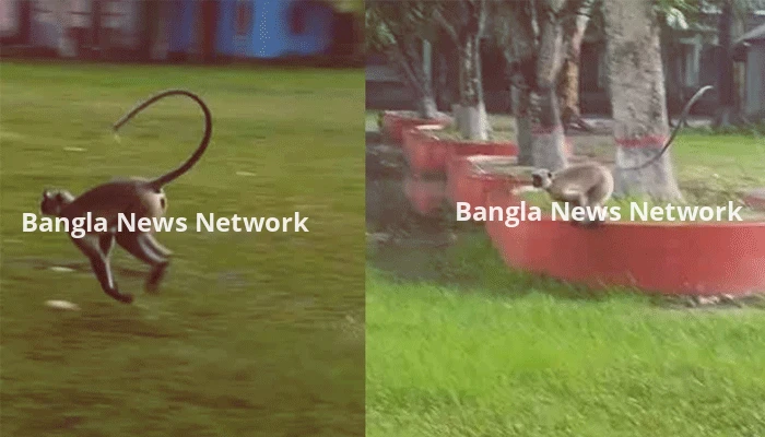 লোকালয়ে লাফিয়ে বেড়াচ্ছে বিশাল এক হনুমান