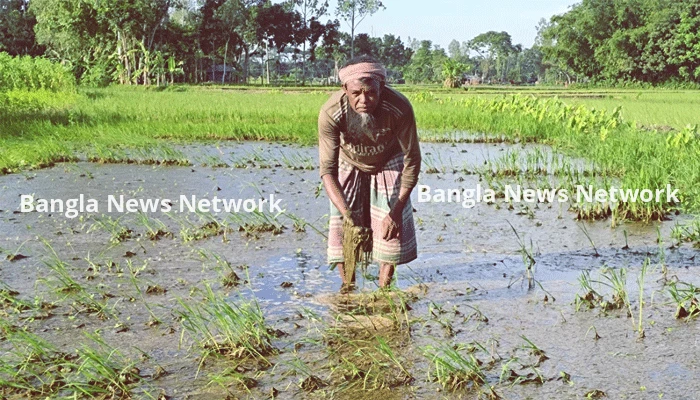 গাইবান্ধায় দ্বিগুন দামে চারা কিনে ধান রোপন করছে ক্ষতিগ্রস্ত কৃষকেরা