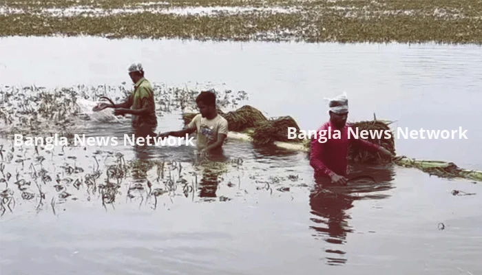 কিশোরগঞ্জের চার উপজেলায় পানির নিচে আরও ১ হাজার হেক্টর জমির বোরো ধান