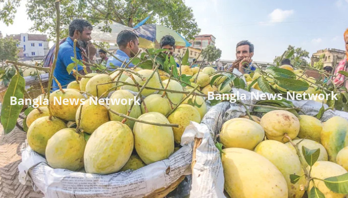 আশ্বিনে মিলছে আশ্বিনা প্রতি মণ ১২ হাজার টাকা