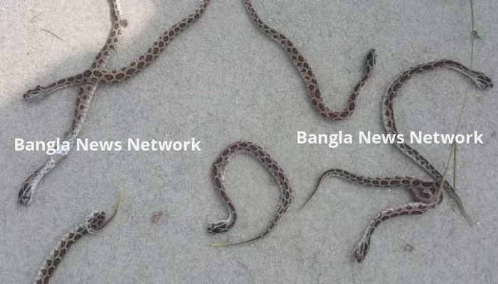 সারদা পুলিশ একাডেমিতে ১৬ রাসেলস ভাইপার উদ্ধার, আতঙ্ক