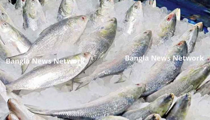 ভারতে ১২০০ টন ইলিশ রফতানির অনুমতি, ১২ দিনে বেনাপোল-আখাউড়া দিয়ে গেছে ১৩৬ টন