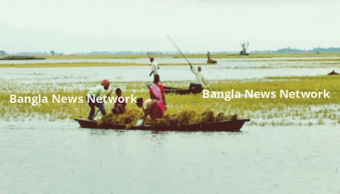 দিরাইয়ে দ্বিমুখী সংকটে বোরো চাষিরা