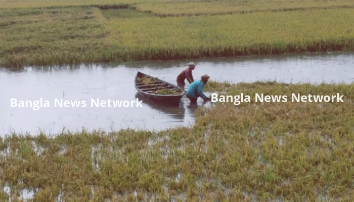 একরাতের বৃষ্টিতে হাওরে তলিয়ে গেছে বোরো ধান, হতবাক কেন্দুয়ার কৃষক