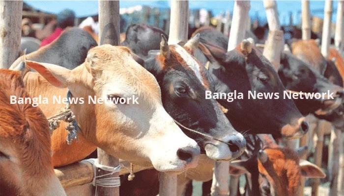 পশ্চিমবঙ্গে কোরবানির সিদ্ধান্তে জটিলতা, খামারিদের ঘরে ঘরে কান্নার রোল