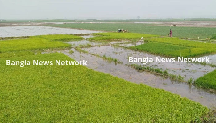 মেহেরপুরে বোরো চাষে সার-কীটনাশক নিয়ে চিন্তায় কৃষকরা