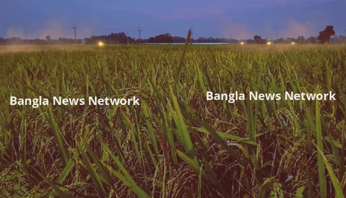 দিরাইয়ের হাওরে পাকা পাকা ধান নিয়ে শঙ্কায় কৃষক