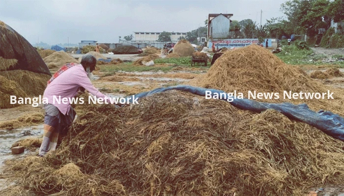 নেত্রকোনায় কৃষকরা কষ্টের ধান শুকাতে পারছেন না