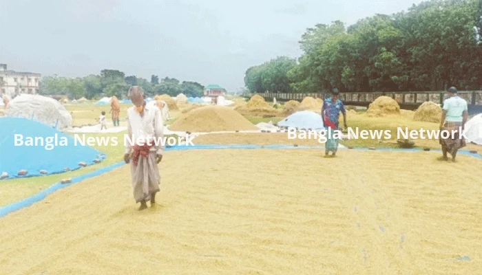 রোদ ফিরতেই ধান শুকানোয় ব্যস্ত হাওরের কৃষক