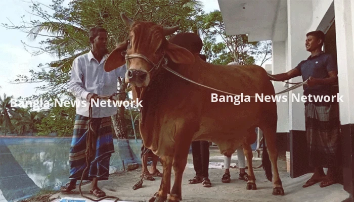এক টনের ‘লাল বাদশাকে’ কিনলেই ফ্রি ৩০ কেজির ‘সোহেলি’