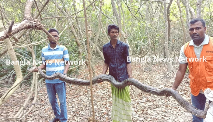 ‘হাঁসের ডাকাডাকি শুনে গিয়ে দেখি বিশাল অজগর’