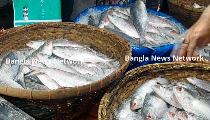 চাঁদপুরে ইলিশের জোয়ার: ছোট মাছের ছড়াছড়ি, কমেনি দাম