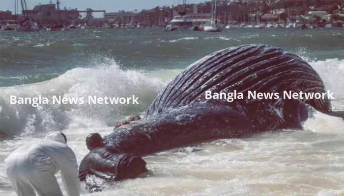 ইরান যুদ্ধে যেভাবে হুমকিতে পড়েছে দক্ষিণ আফ্রিকার তিমিরা