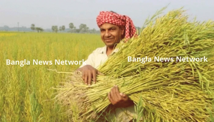 চট্টগ্রামে বোরো ধানের এক-তৃতীয়াংশ কাটা শেষ, বাকি ধান নিয়ে আশঙ্কা