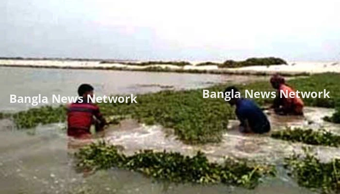 রাজশাহীতে পানিতে তলিয়ে যাওয়া বাদাম রক্ষার চেষ্টায় চাষিরা