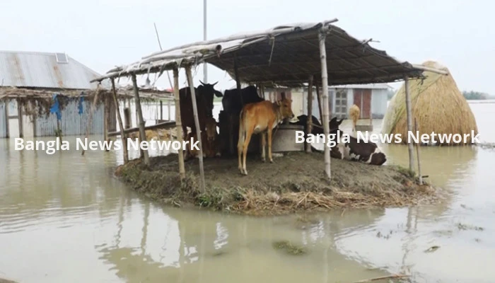 সিরাজগঞ্জে পানি বিপৎসীমার ওপরে, পানিবন্দী ৩০ হাজার গবাদিপশু