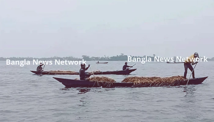 সুনামগঞ্জে হাওরের ধান লুটে নিচ্ছে দুর্বৃত্তরা, আতঙ্কে ক্ষতিগ্রস্ত কৃষক