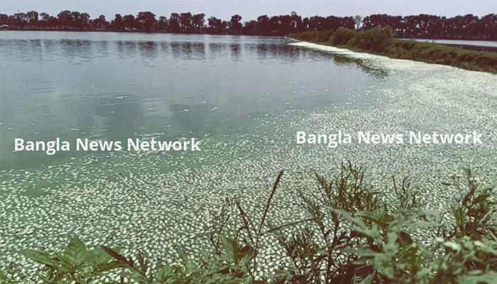 দীর্ঘ লোডশেডিংয়ে অক্সিজেন বন্ধ হয়ে ঘেরের মাছে মড়ক!