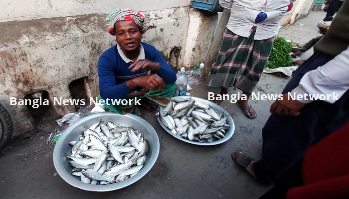 চাঁদপুরে প্রকাশ্যে বিক্রি হচ্ছে জাটকা