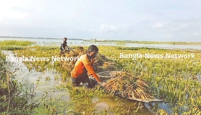 সিলেট অঞ্চলে ৯৮ হাজার ক্ষতিগ্রস্ত কৃষকের তালিকা