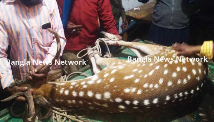 বরগুনায় অসুস্থ হরিণকে বাঁচাতে চেষ্টা চালাচ্ছে প্রাণিসম্পদ বিভাগ