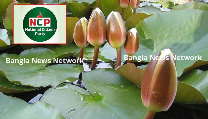 প্রতীক হিসেবে ‘শাপলা কলি' নিতে প্রস্তুত এনসিপি