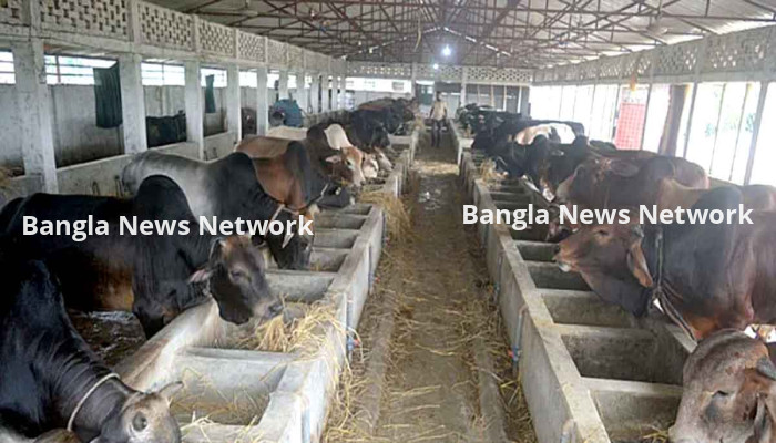 ফেনিতে শতভাগ চাহিদা মেটাবে কোরবানির পশু