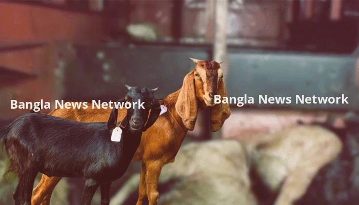 বাসের বাক্সে তীব্র গরমে দম বন্ধ হয়ে অর্ধশতাধিক ছাগলের মৃত্যু