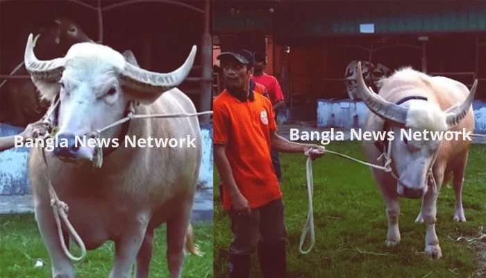 মানুষ দেখলেই গুঁতো দেয়— দুষ্টু মহিষের নাম রাখা হলো নেতানিয়াহু