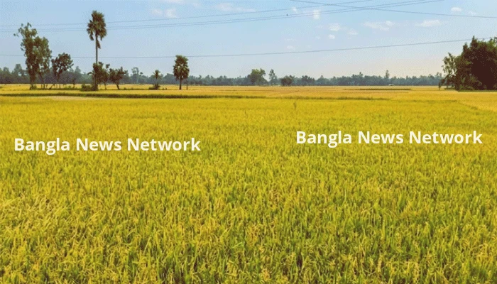 তানোরে শ্রমিকের অভাবে মাঠে পড়ে আছে পাকা ধান