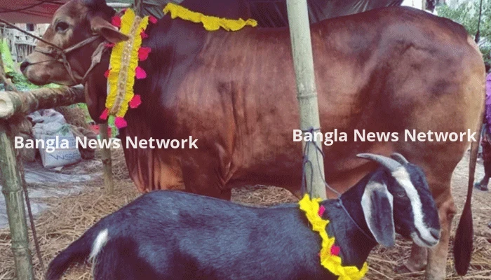 কেজি হিসেবে পশু কিনে কোরবানি; শরীয়তের বিধান কি?