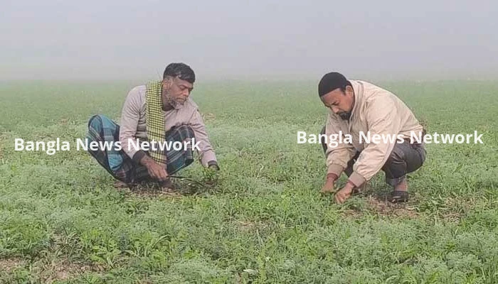 মাদারীপুরে সরকারি পেঁয়াজের বীজে গজায়নি চারা
