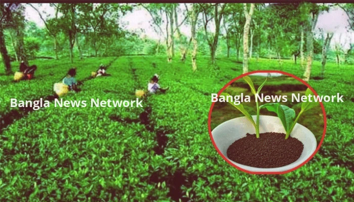 সংকটে চা-শিল্প: সমাধানে আড়াই হাজার কোটি টাকার ফান্ড গঠনের প্রস্তাব