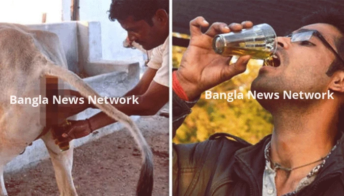 দর্শনার্থীদের জন্য ‘গোমূত্র’ পান বাধ্যতামূলক করল ভারতের মন্দির