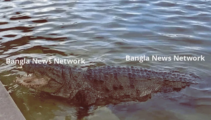 খানজাহান আলী মাজারের দীঘির কুমির নেওয়া হবে সুন্দরবনের করমজলে