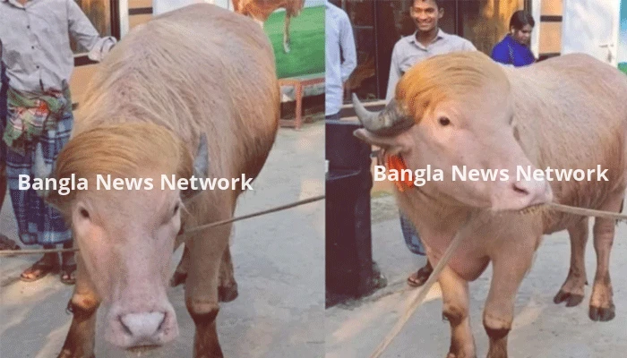 অন্যান্য দেশেও আলোচিত বাংলাদেশের ‘ডোনাল্ড ট্রাম্প’ মহিষ