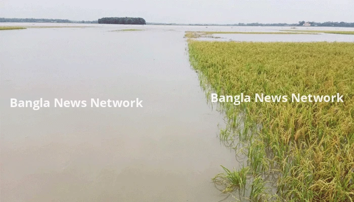 ধান পানিতে তলিয়ে গেছে দেখে জমিতেই কৃষকের মৃত্যু
