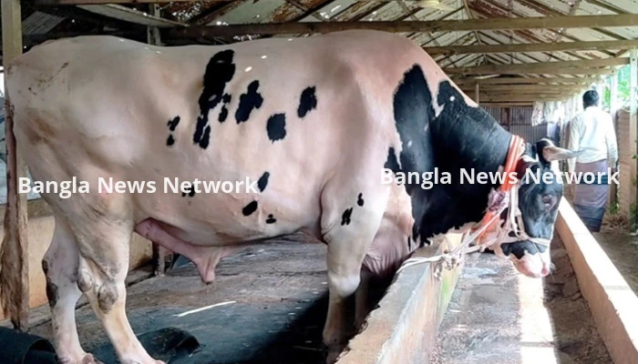 নজর কাড়ছে ৪৩ মণ ওজনের নাতিবাবু, দাম ১৫ লাখ টাকা