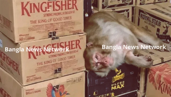 মদের দোকানে ঢুকে ছিপি খুলে মদ পান, বেহুঁশ হয়ে পড়ল বানর