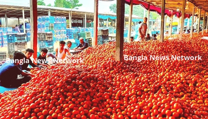 জমে উঠেছে গাবুড়ার টম্যাটোর বাজার, ভালো দাম পেয়ে খুশি কৃষকরা