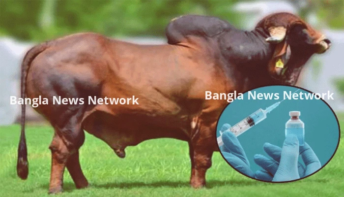 কোরবানির পশু মোটাতাজা করায় হরমোন ব্যবহার, জনস্বাস্থ্য ঝুঁকিতে