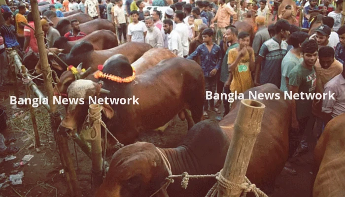 রাজধানীতে এবার কোরবানির পশুর হাট বসবে ২৬টি