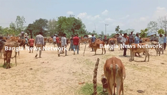 রাঙ্গামাটিতে মলম পার্টির খপ্পরে দুই গরু ব্যবসায়ী