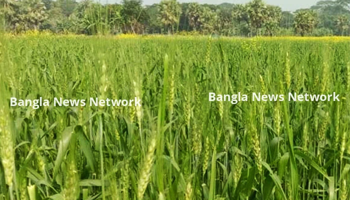 গোপালগঞ্জে গম উৎপাদন লক্ষ্যমাত্রা ধরা হয়েছে ২২ হাজার ৪৪৯ টন
