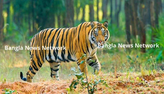 বিশ্ব বাঘ দিবস আজ